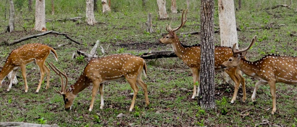 Bandipur - tiger reserve